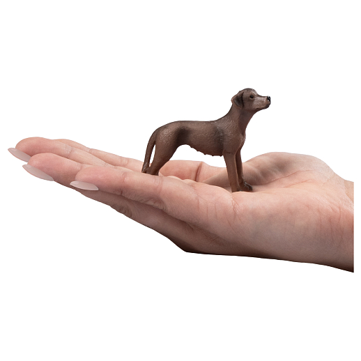 ТМ "DARWIN, Коллекционная фигурка собака "Родезийский риджбек" в/п в Джамбо Тойз #3